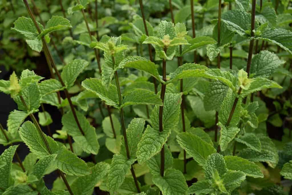 Mentha spicata var. crispa 'Moroccan' ---